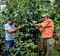Kava s poreklom Honduras Capucas, obisk kooperative iz pražarne Escobar